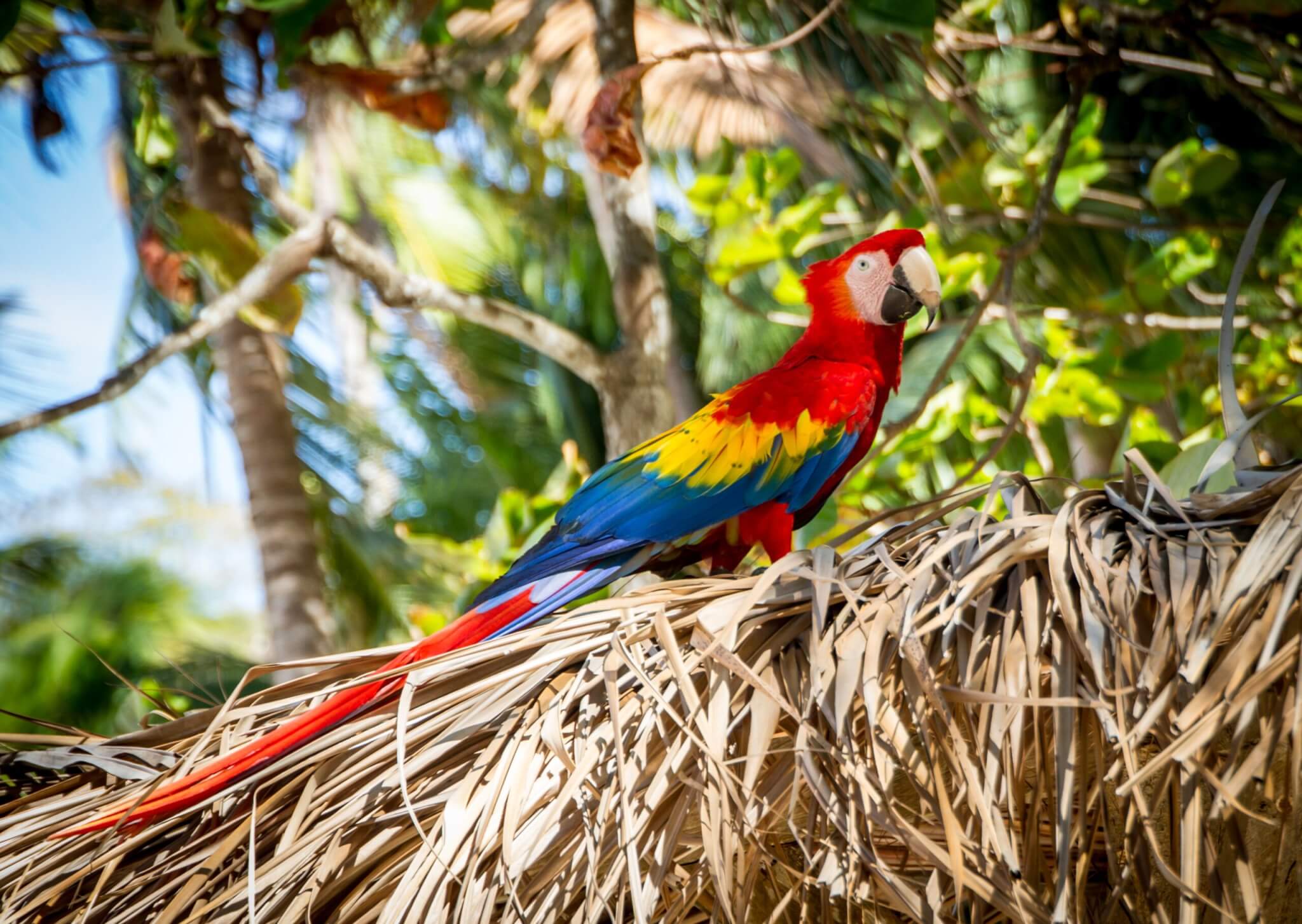 Found this colorful macaw on the island of Isla Tortuga off the western coast of Costa Rica.