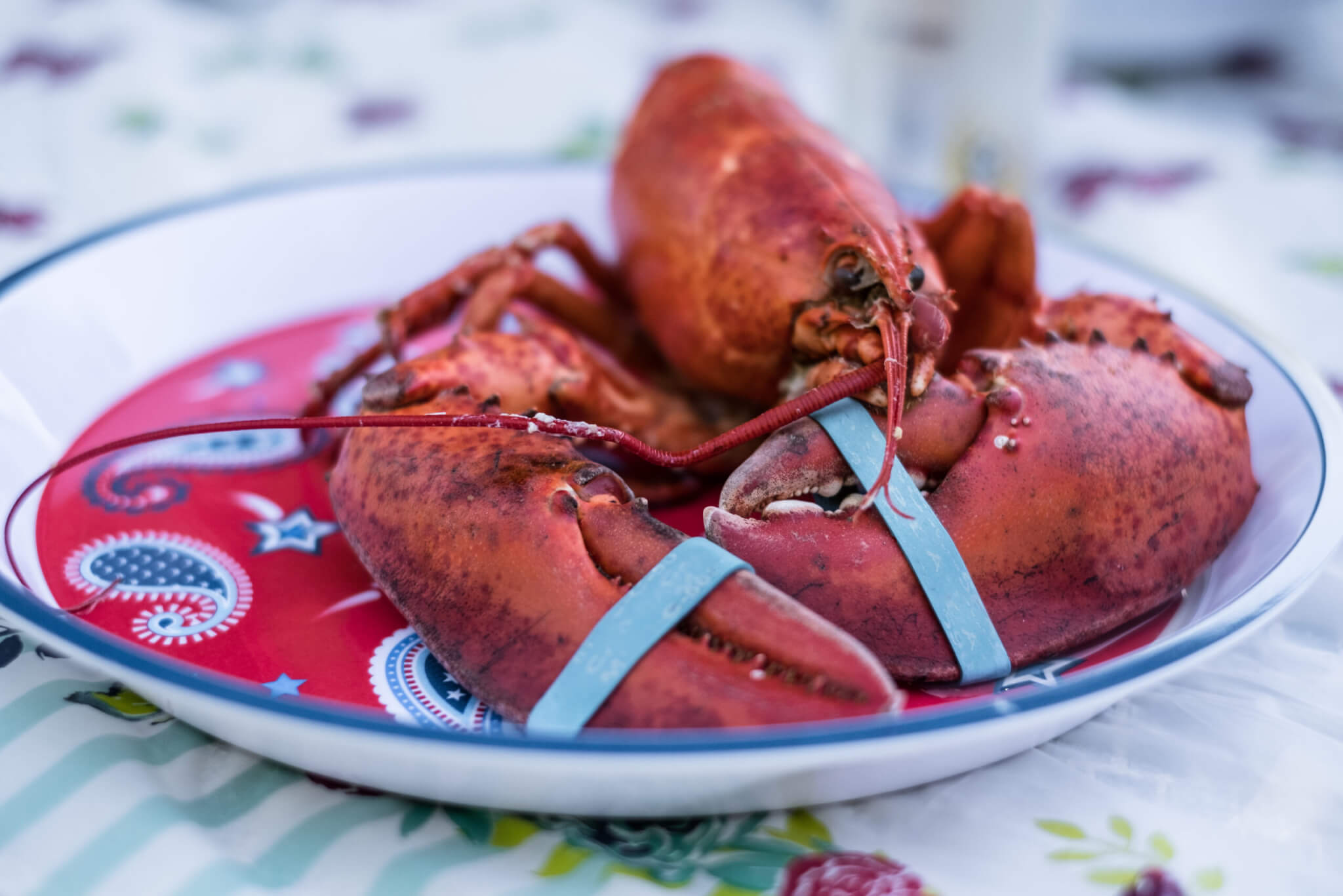 Fresh Maine lobster boiled to perfection, ready for eating on a warm summer day.