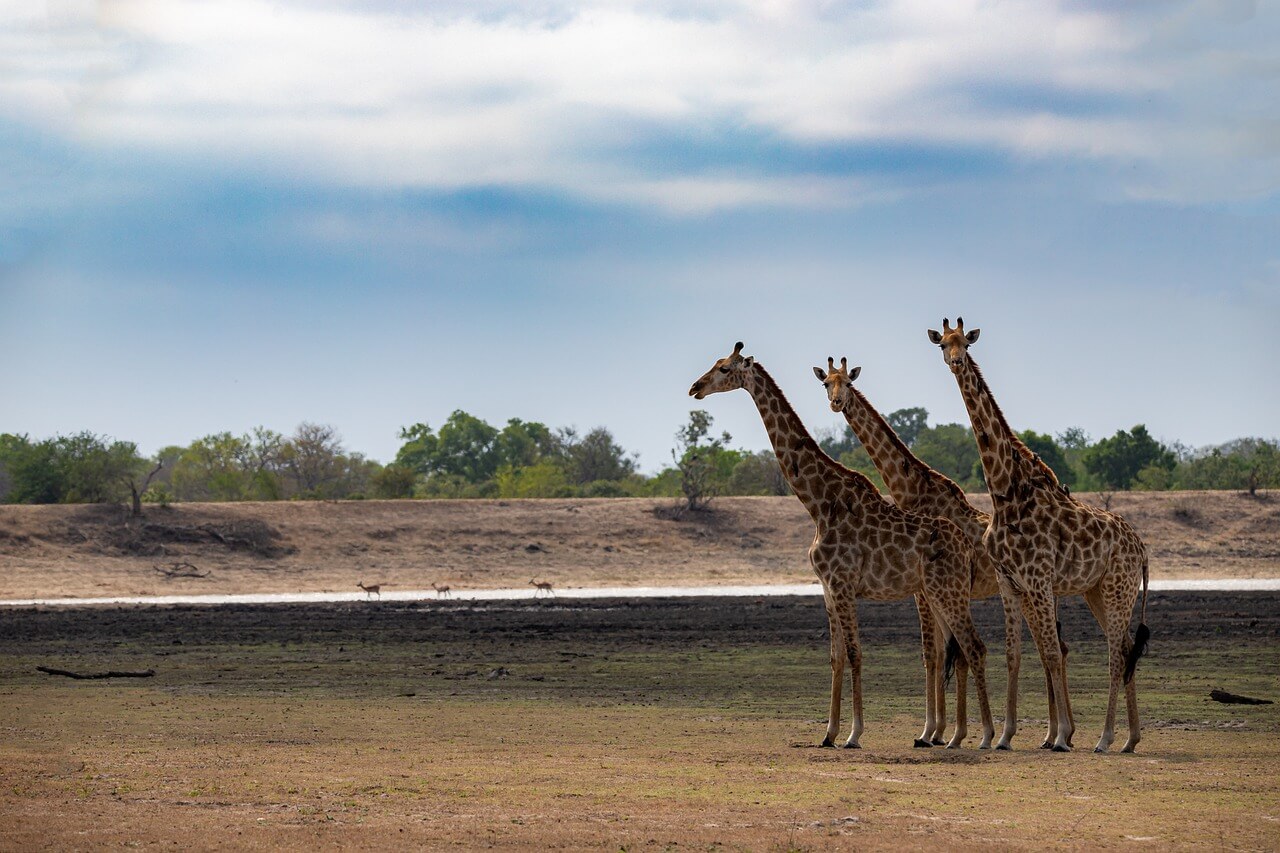 giraffes, nature, steppe