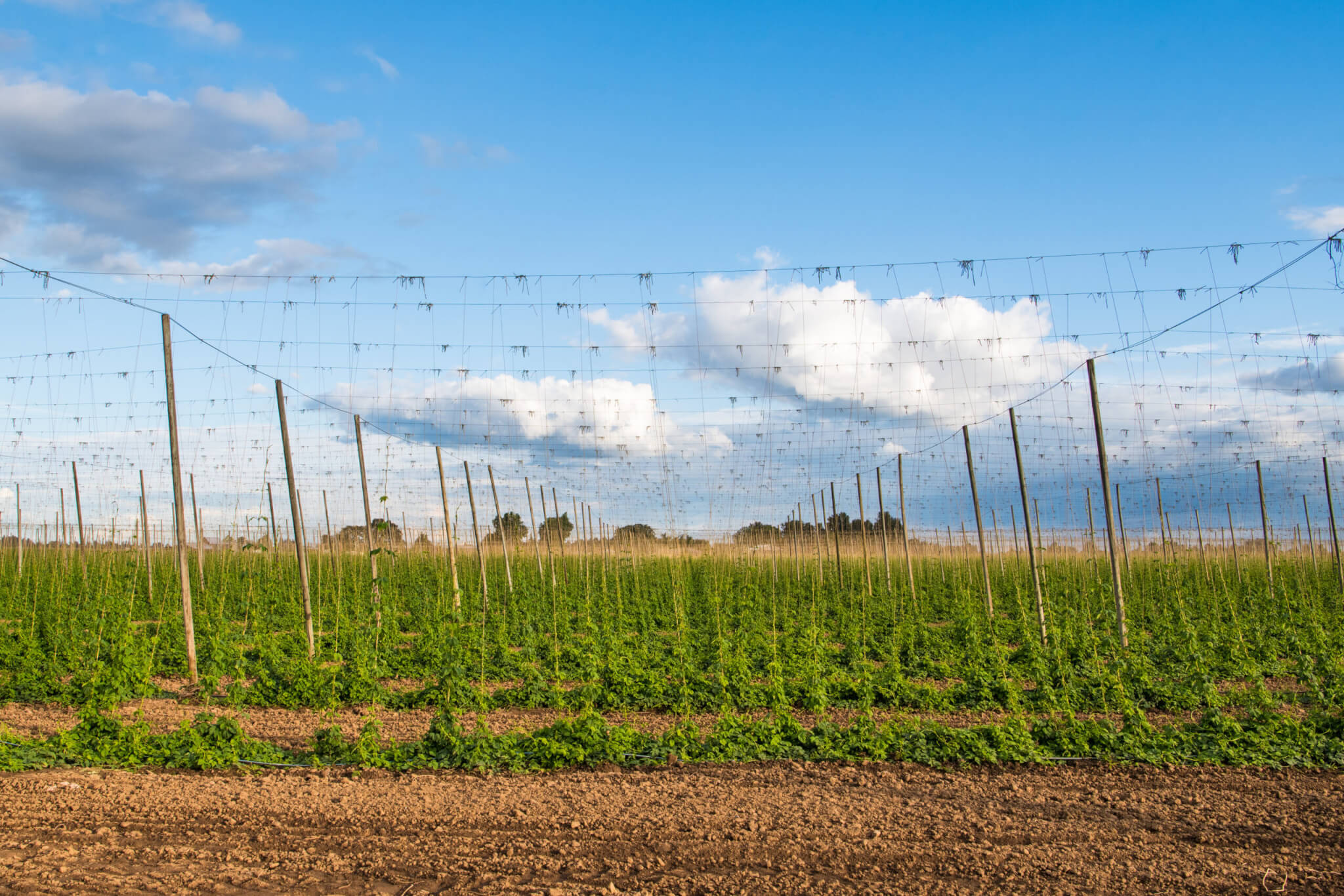 Hops growing on trellises in a field for use in the brewing industry in Oregon's Willamette Valley