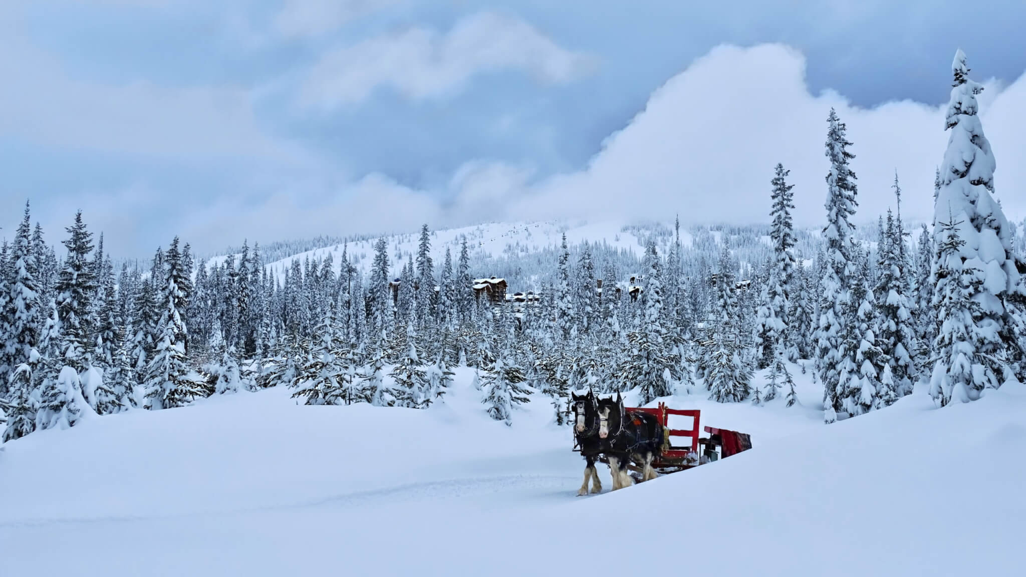 Horses pulling red carriage in winter forest. Tourist attraction in Big White.  Kelowna. Winter forest covered with snow after snowstorm. Big White Ski Resort. Ocanagan. British Columbia. Canada.