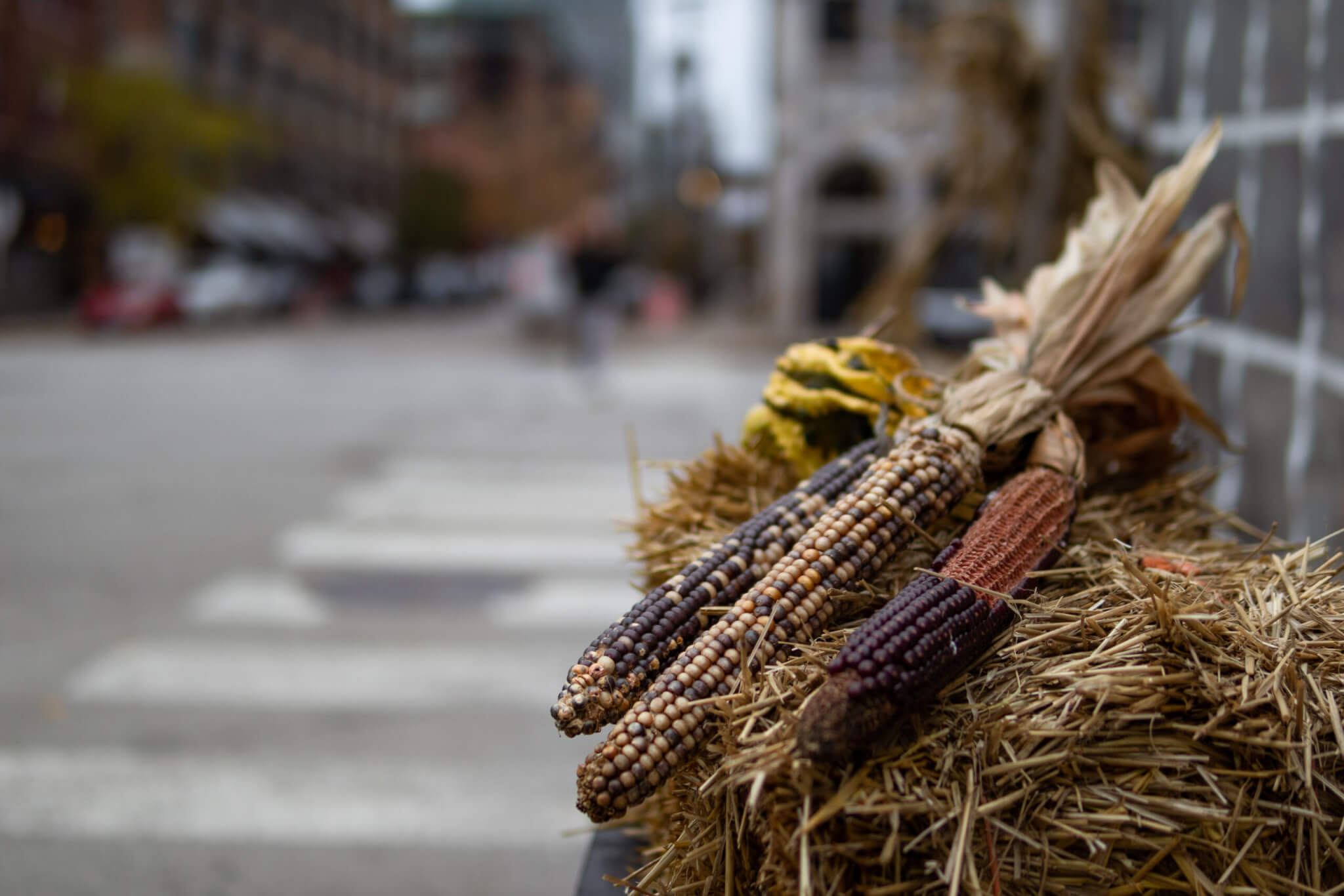 Indian Corn Decorations along a City Street in Chicago Illinois during Autumn