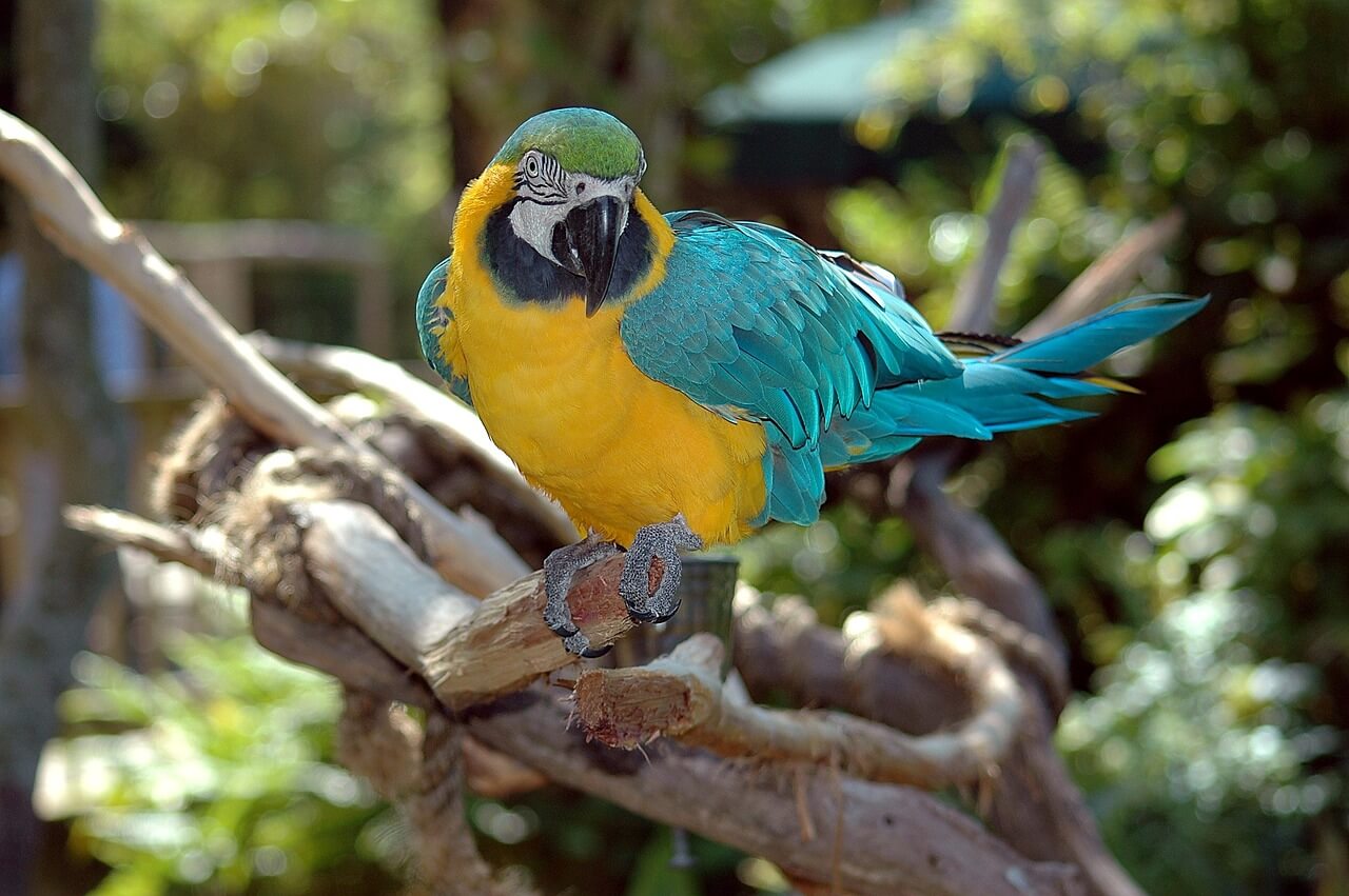 macaw, parrot, bird