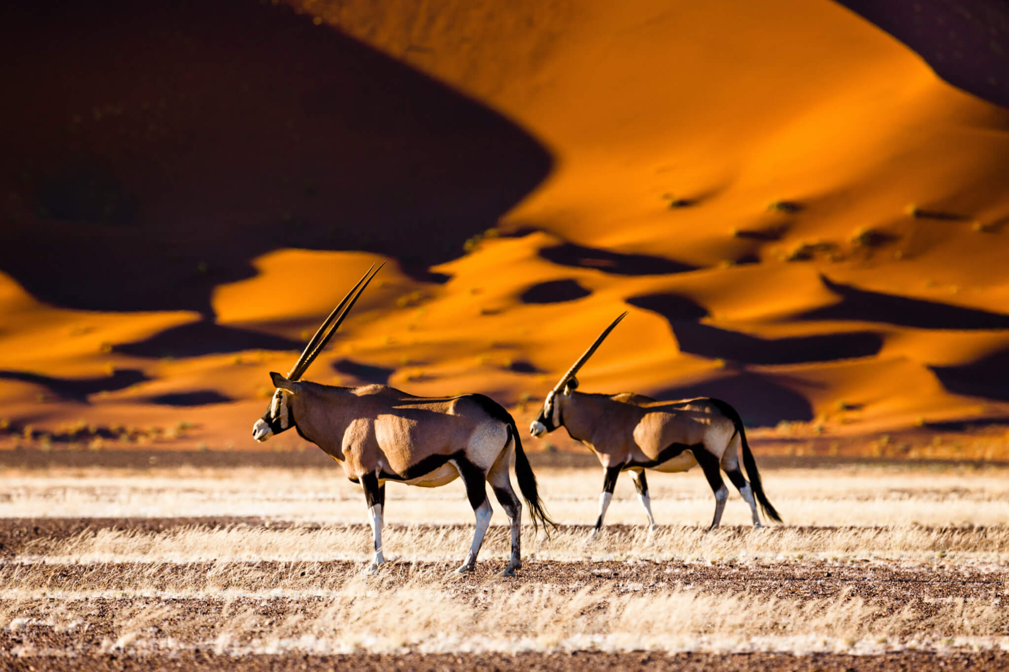 Oryx and dunes - Sossusvlei - Namibia