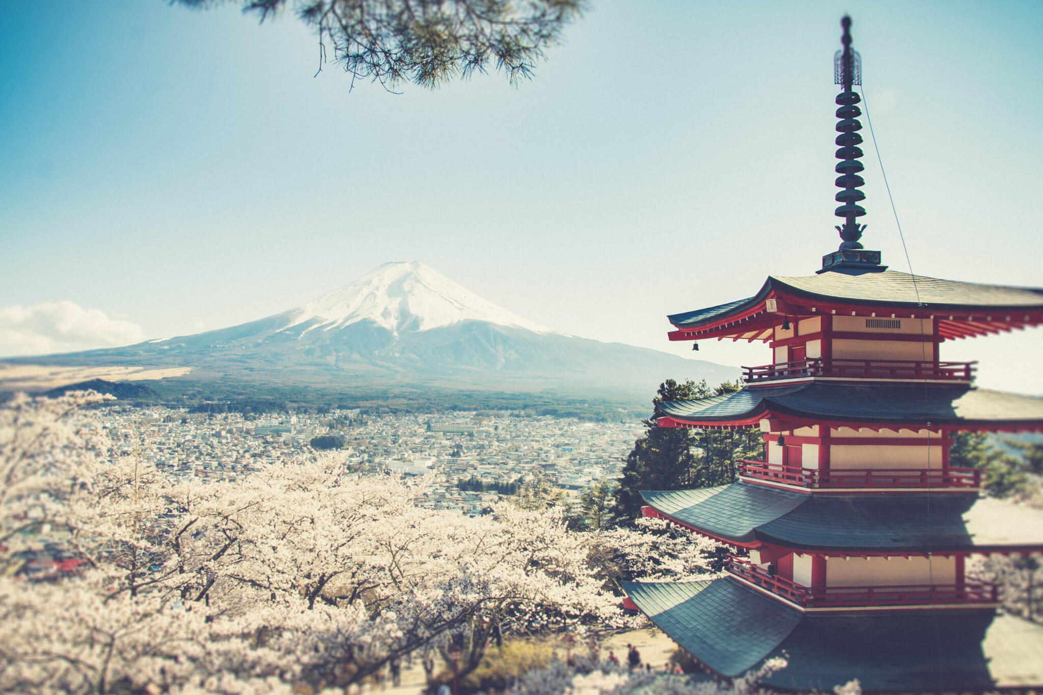 Pagoda and mount fuji in spring