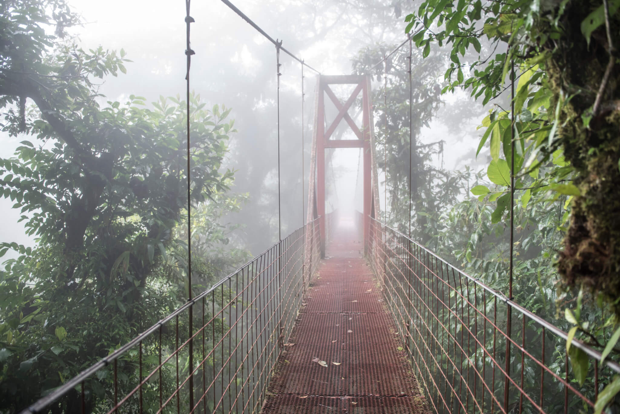 A bridge in the Monteverde Cloud Forest biological reserve Costa Rica