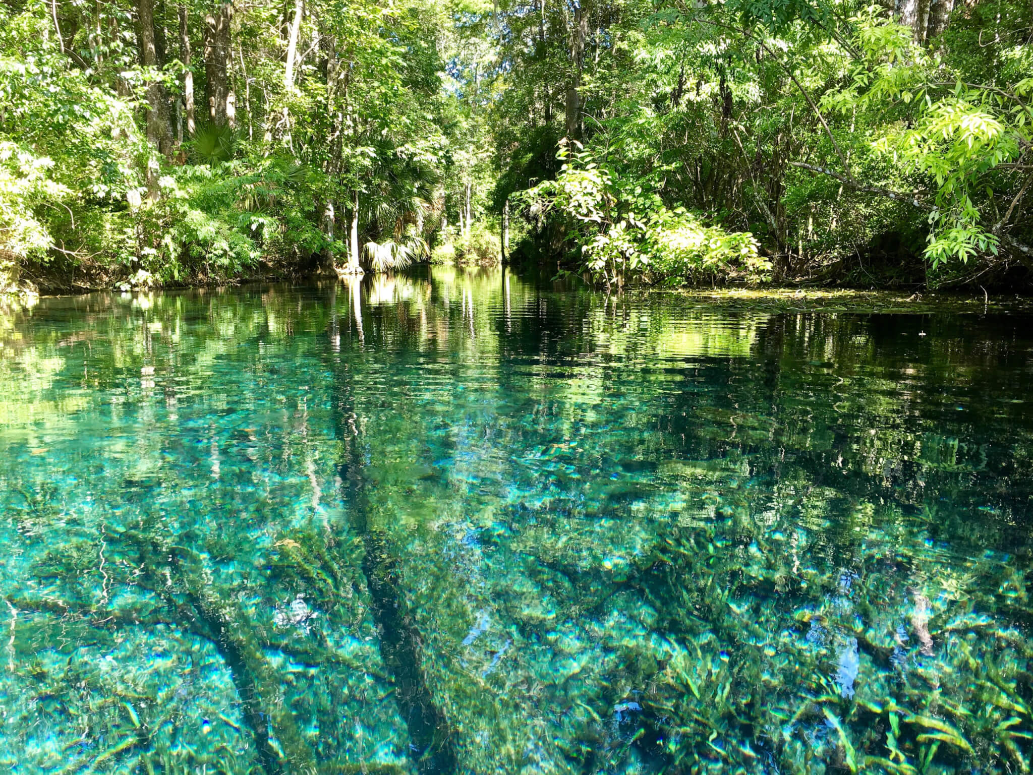 Florida, USA - July 31, 2018: America's largest spring sits untouched within Silver Springs State Park