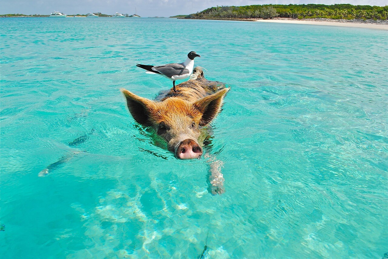 staniel cay, swimming pig, seagull