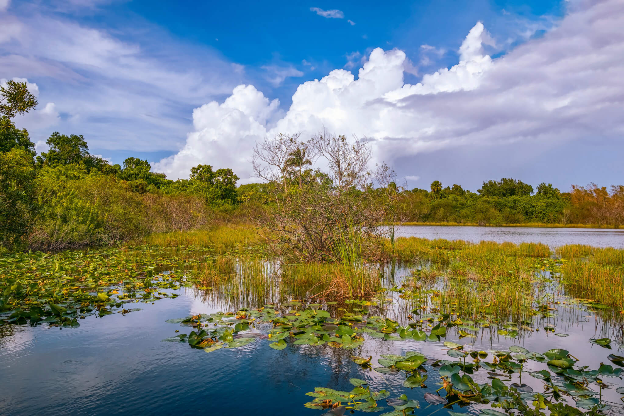 Wetlands in Big Cypress National Preserve.South Florida.USA