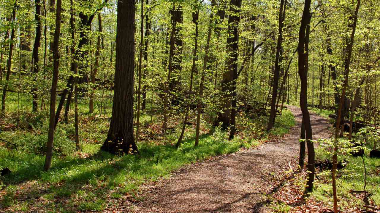 a trail in a wooded area with trees and green grass