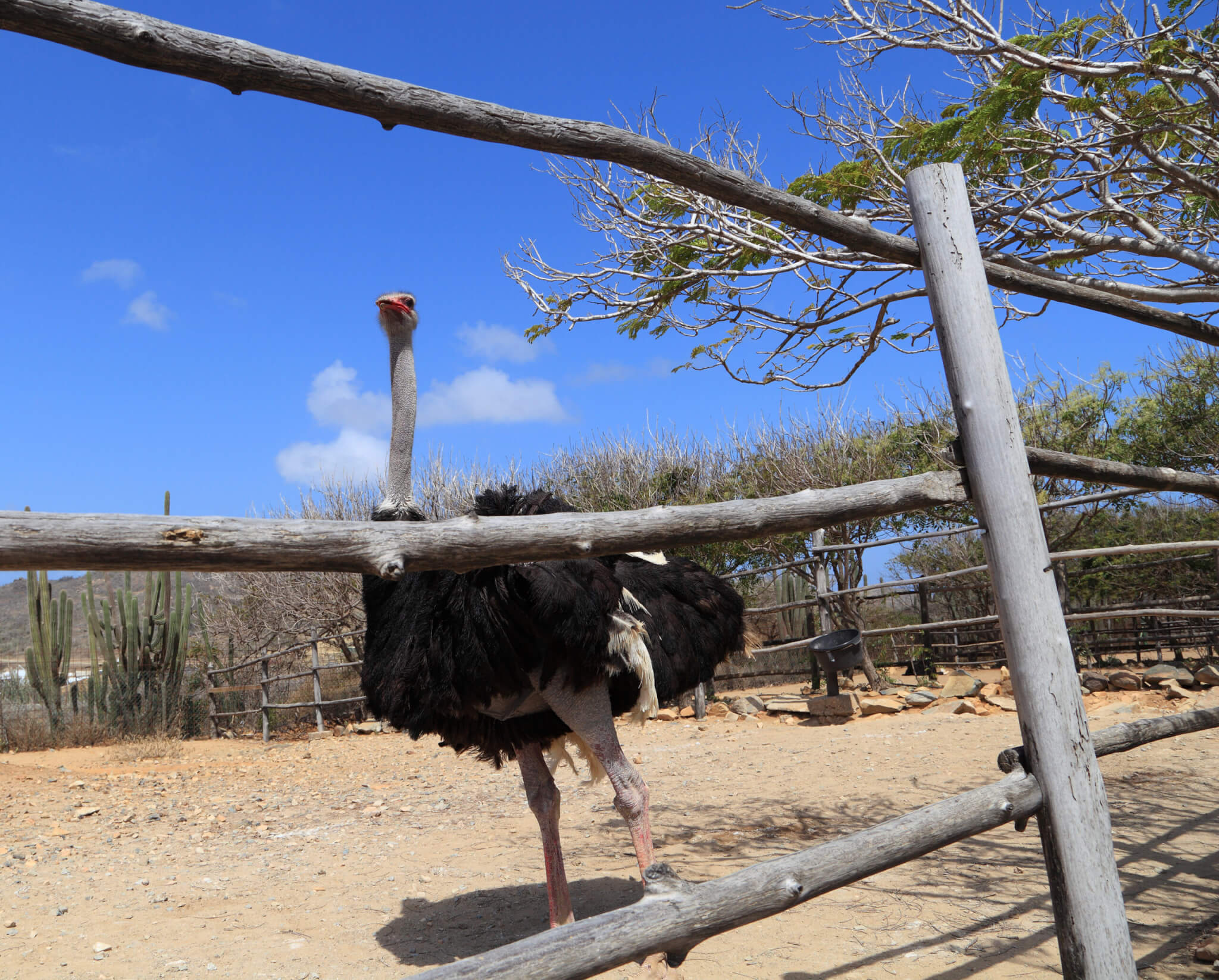 A lone male ostrich (Struthio camelus) looks out from his pen at the Aruba Ostrich Farm, Paradera, Aruba.