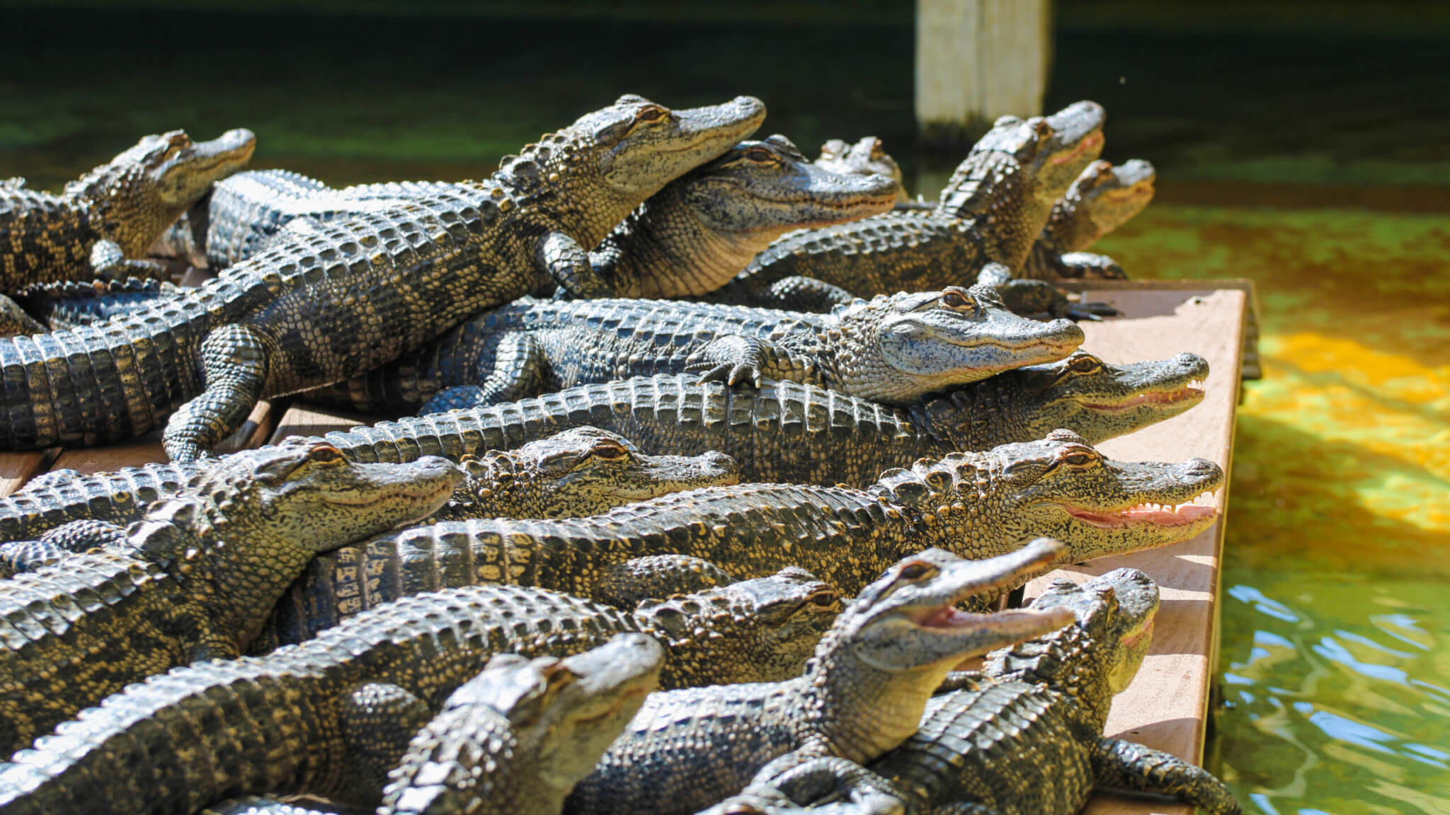 Alligators at a sanctuary / farm