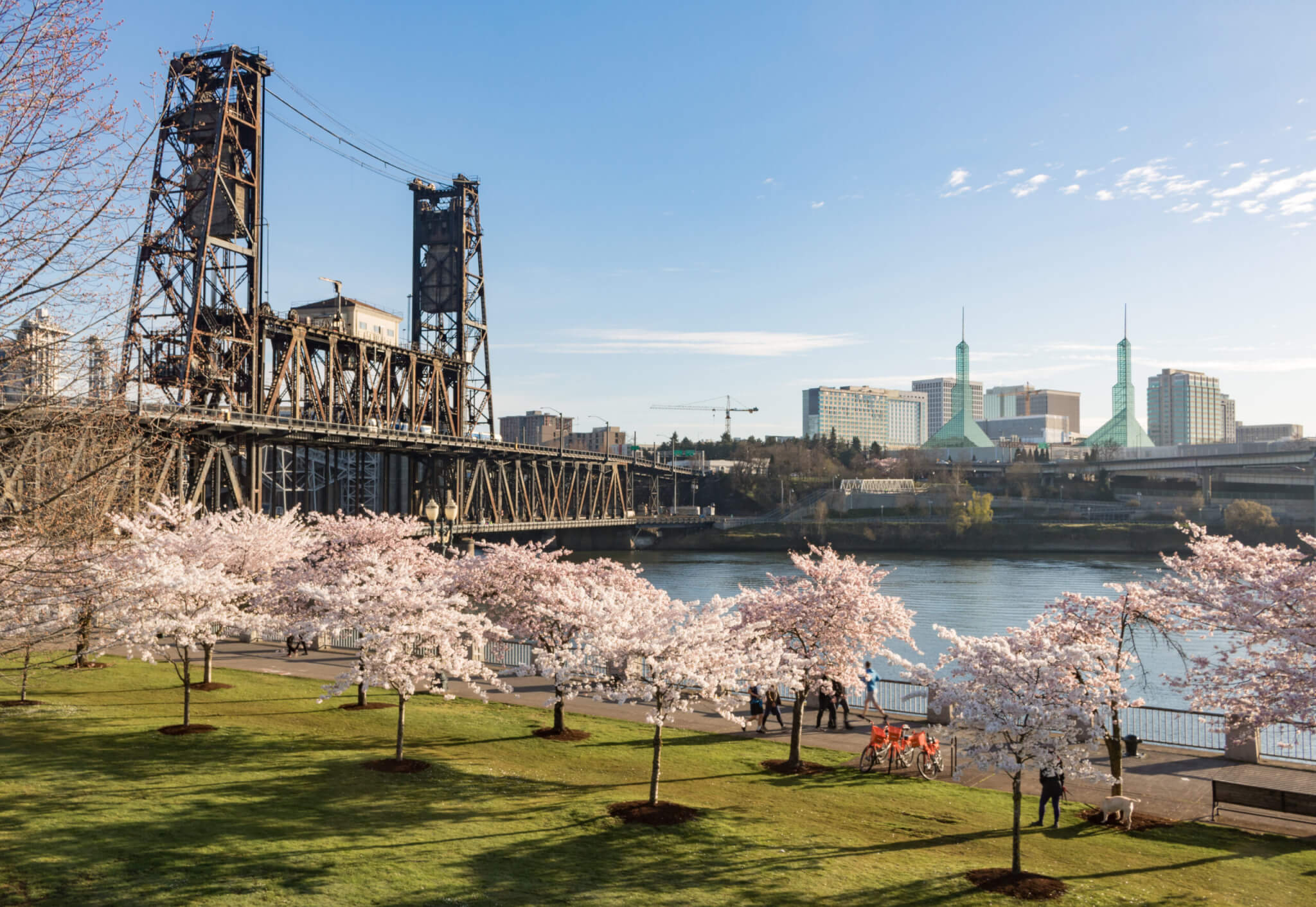 Cherry blossoms on Portland Waterfront, with Steel Bridge and Portland Convention Center, Oregon