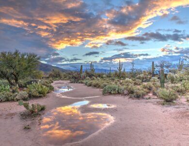 Desert Sunrise at Sabino Canyon with Saguaros