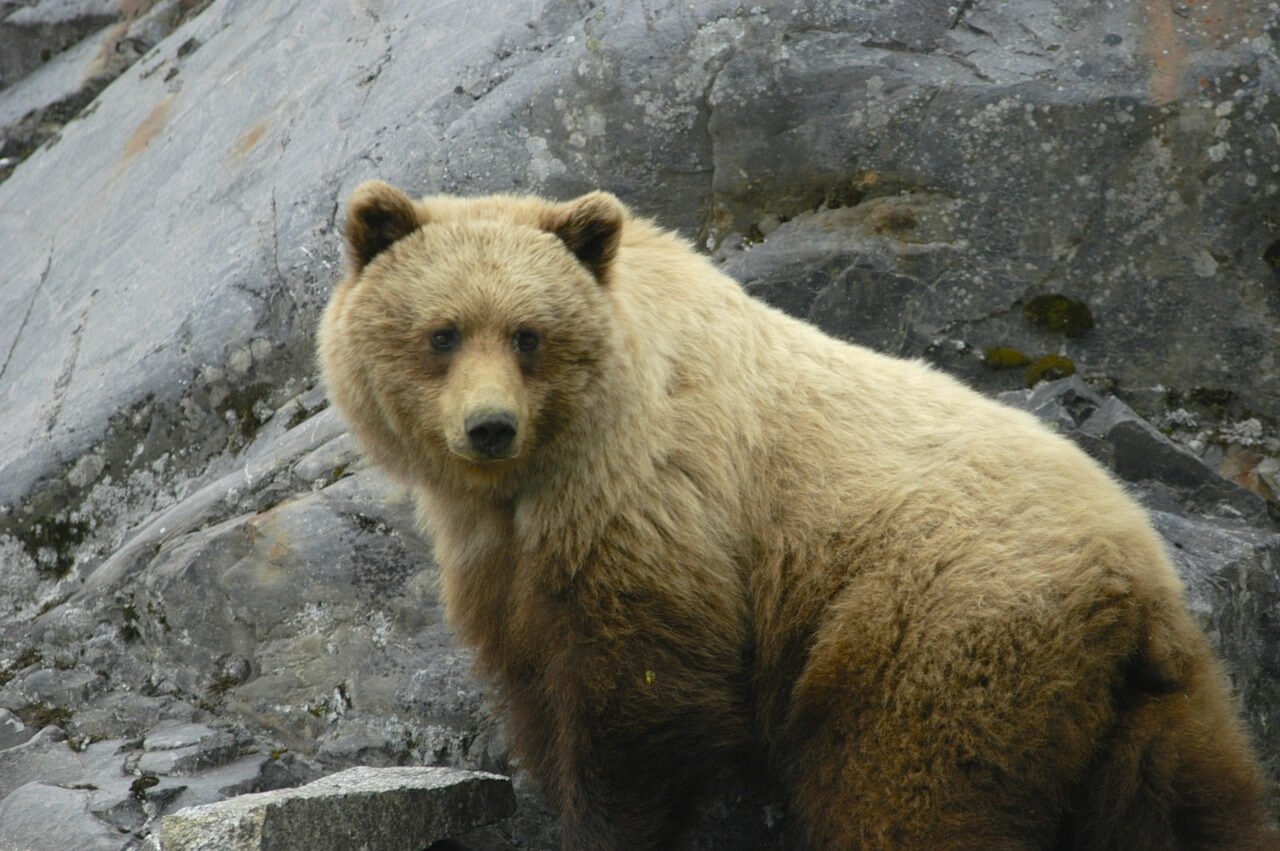 glacier bay, alaska, brown bear