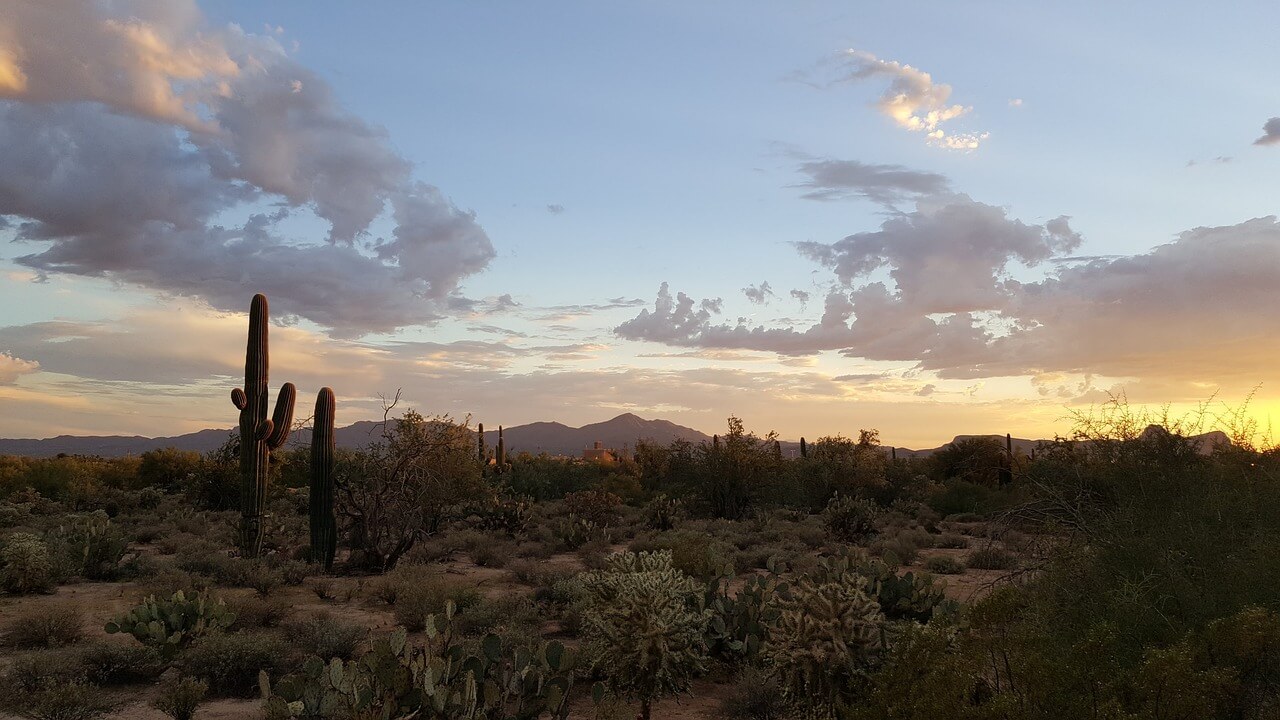 saguaro, tucson, desert
