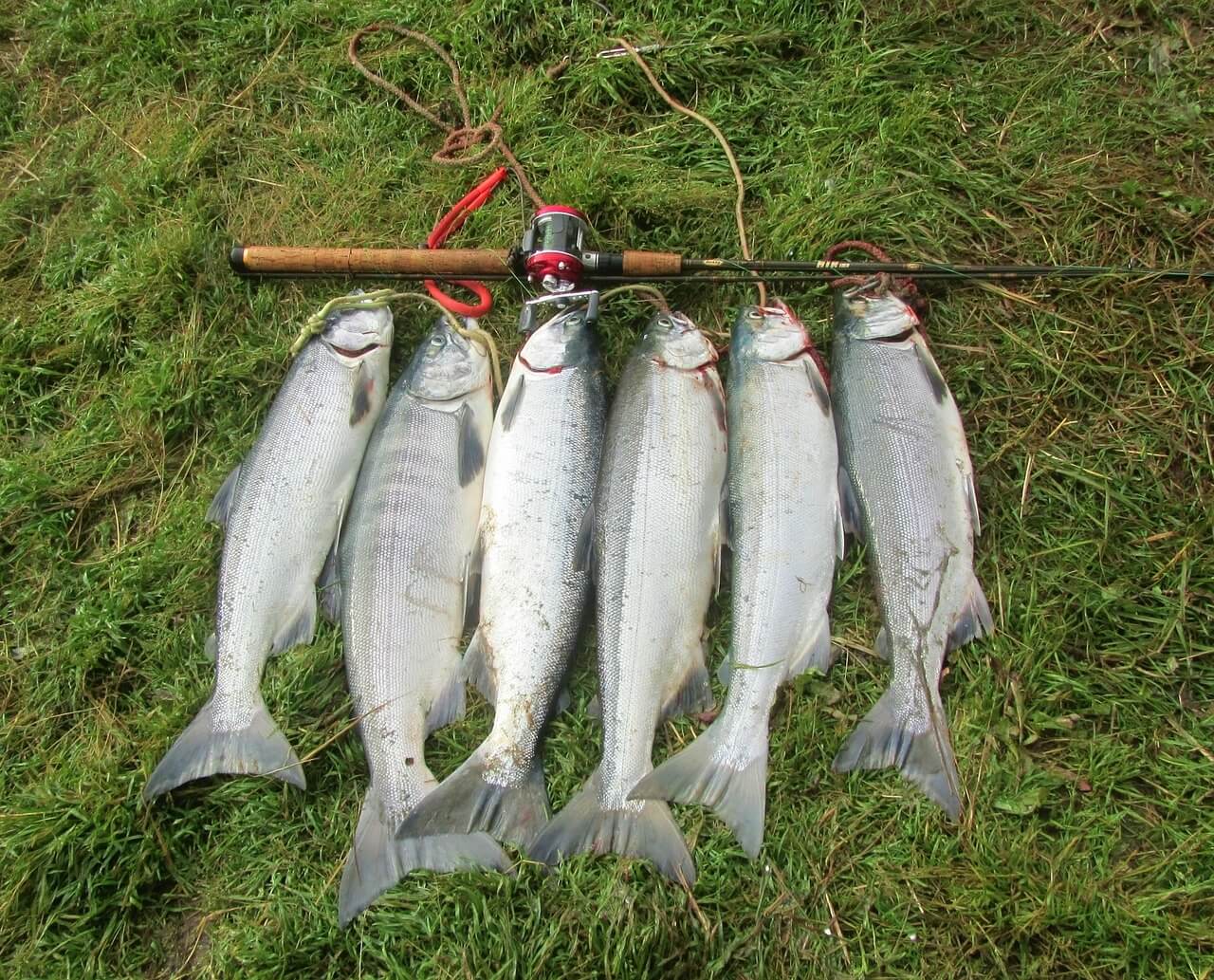 salmon, sockeye, fishing