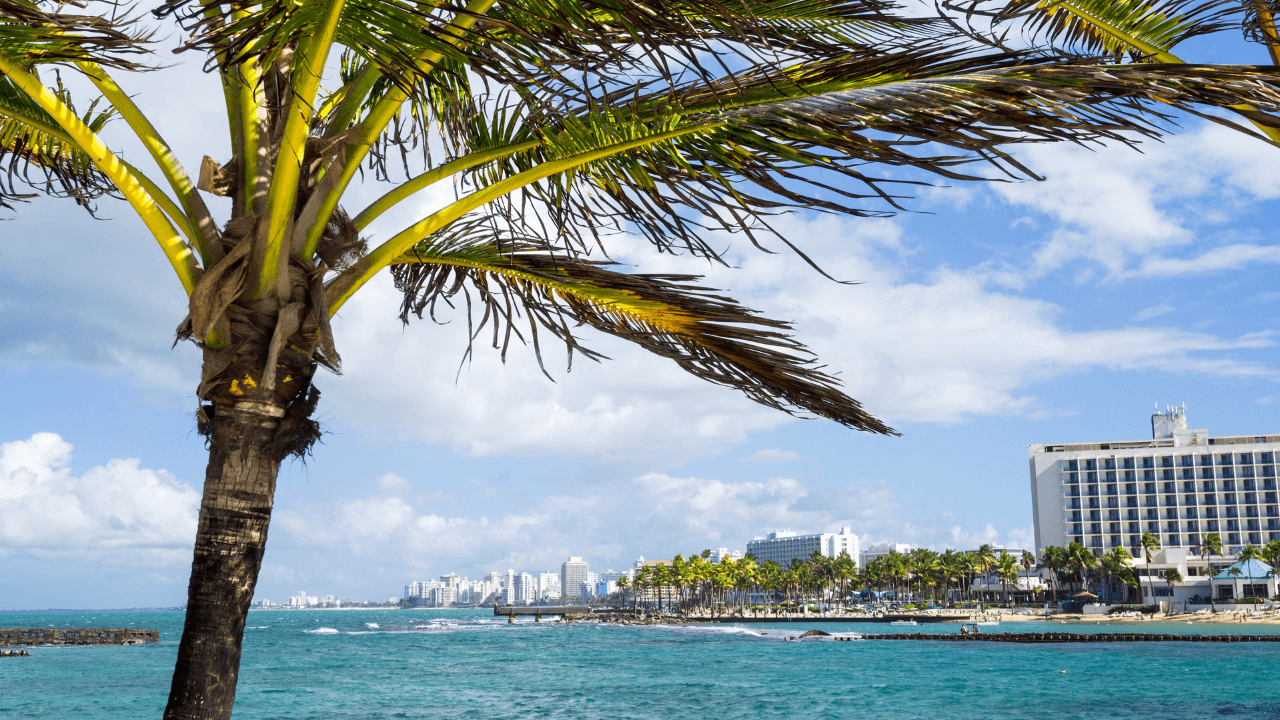 palm tree with resorts in the background ocean front