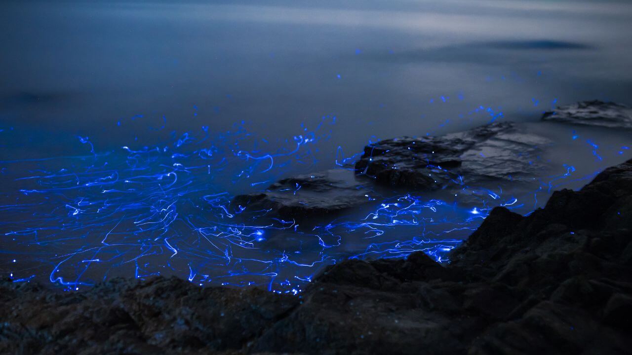 bioluminescent waters