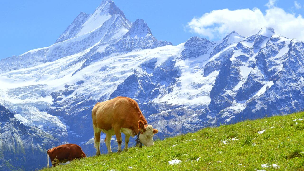 hiking path with cows and the swiss alps in background