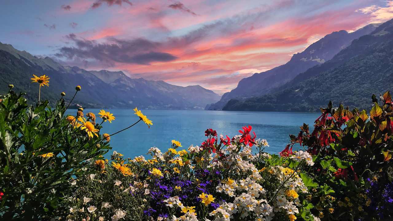 flowers in interlaken with mountains in the background