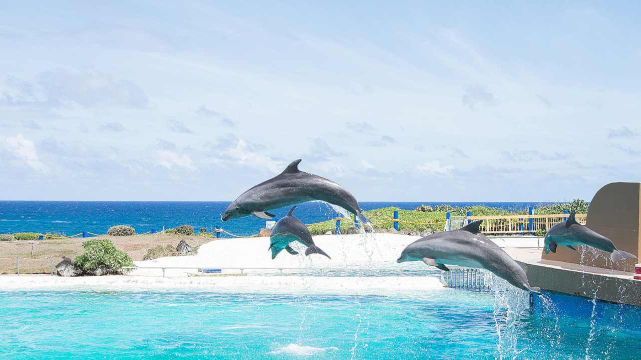 dolphin show at 
 waikiki aquarium