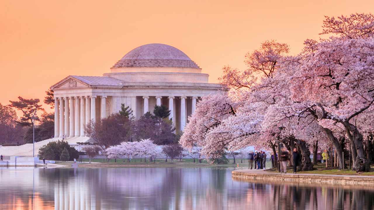 cherry blossom in full bloom during the spring time at sunset