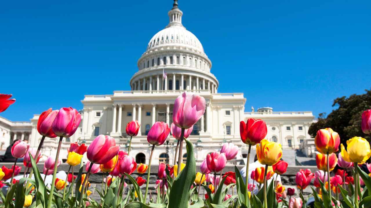 tulips in front of the capital building at the peak of spring time