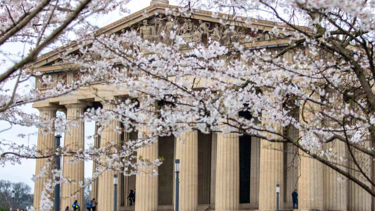 nashville during the spring with cherry blossoms blossoming