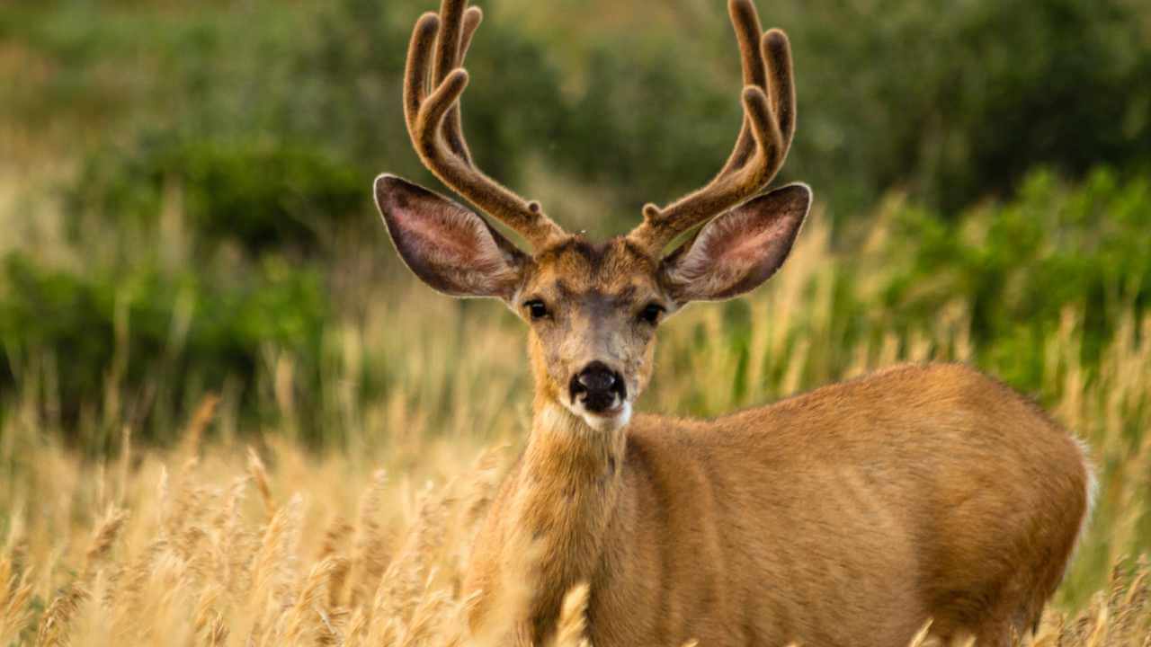 close up of a mule deer in a field