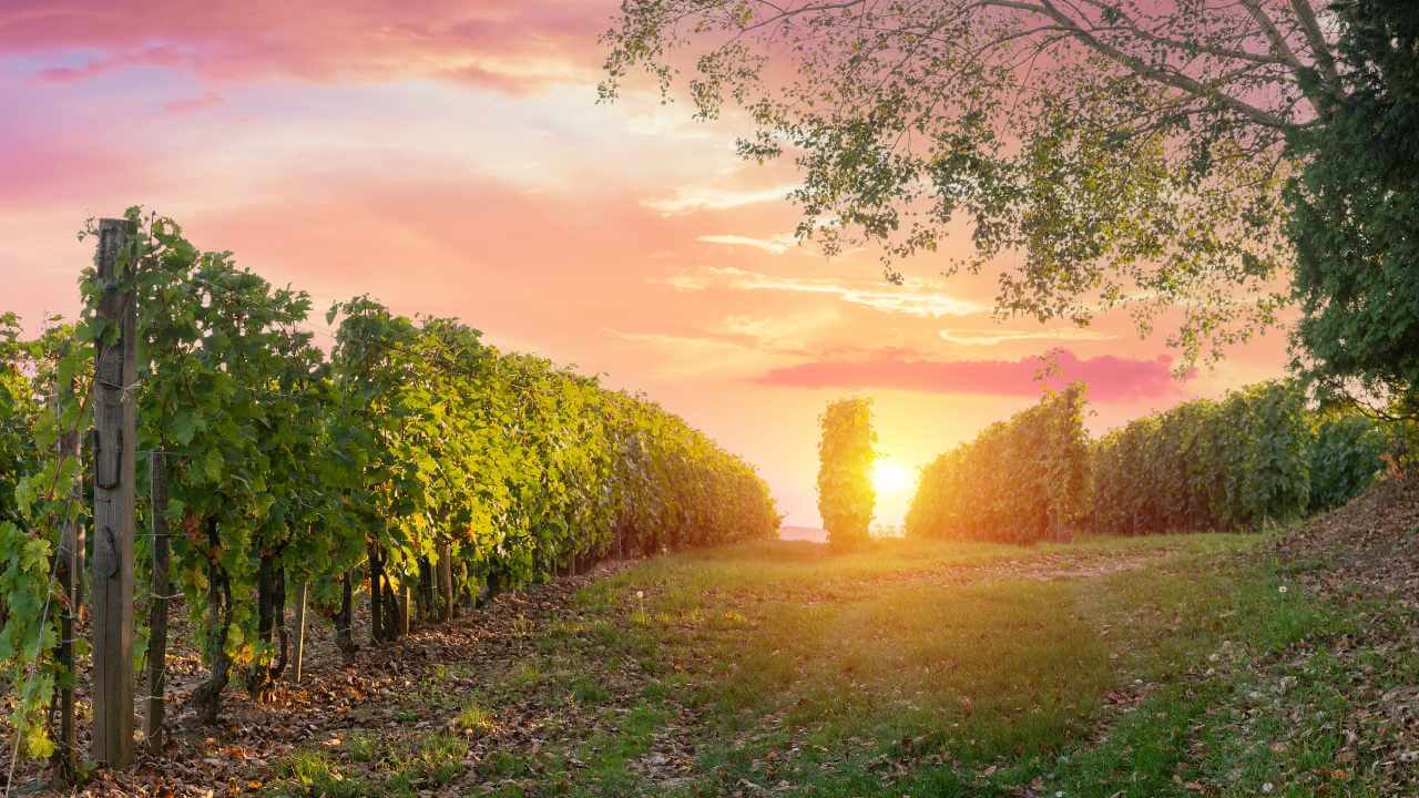 vineyard in tuscany 