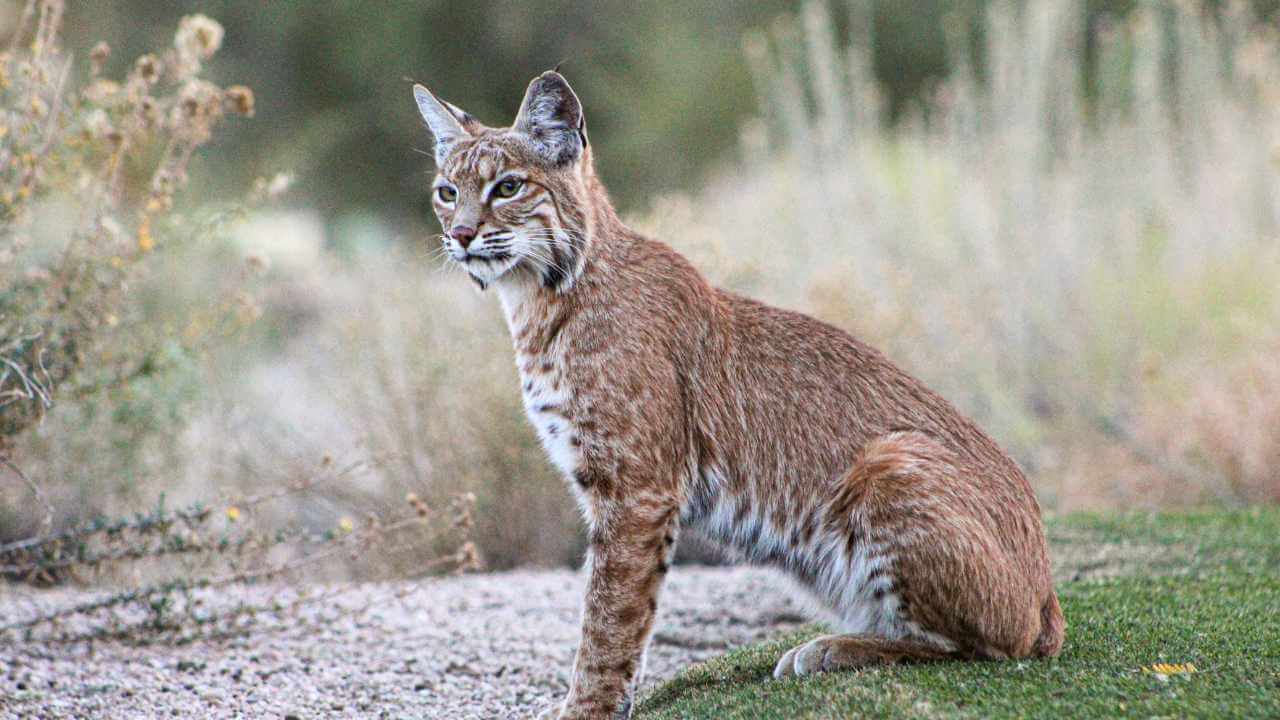 bobcat on grass with a field in the background 