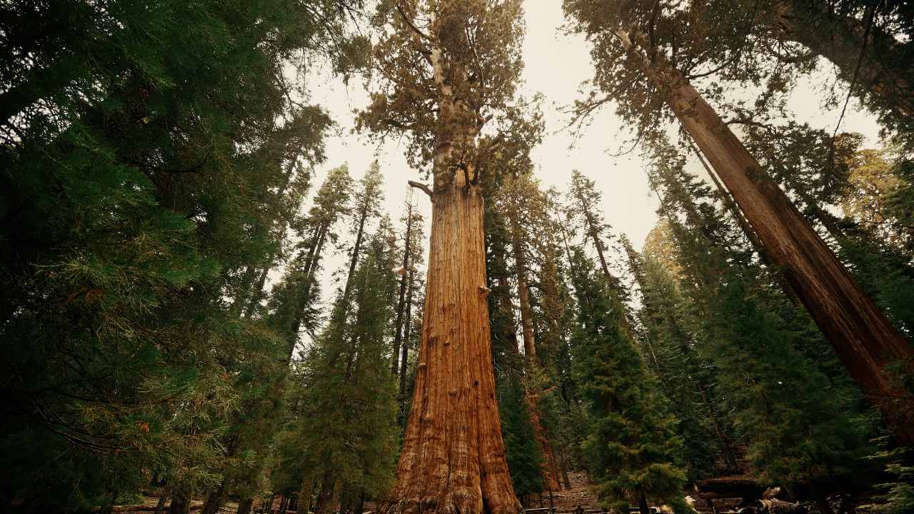view of general sherman tree in sequoia national park