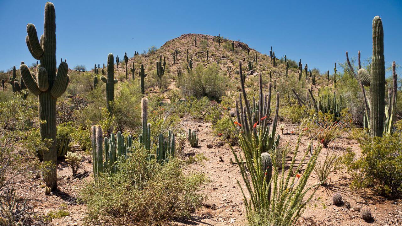 saguaro cactus in arizona desert - saguaro desert stock videos & royalty-free footage