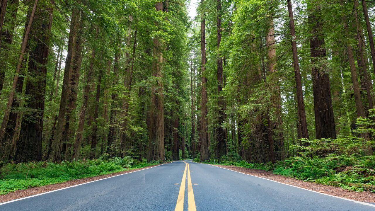 an empty road in the middle of a redwood forest