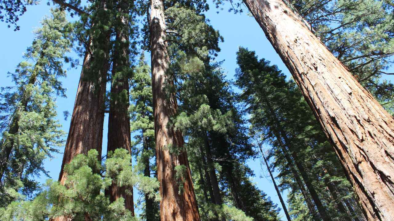 pov of looking up at mariposa grove