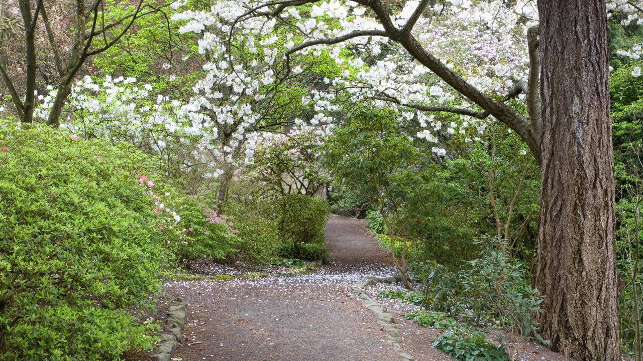 a walkway through a park with trees and flowers