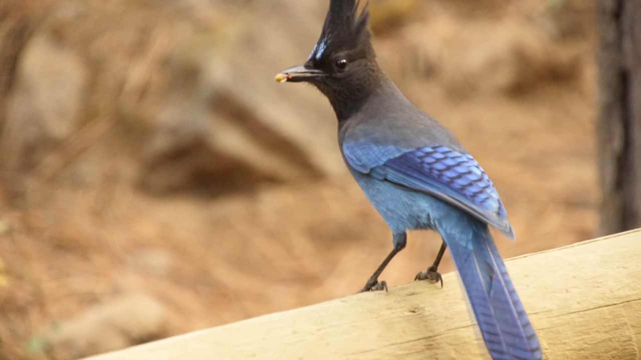 close up shot of a stellars jay on a branch