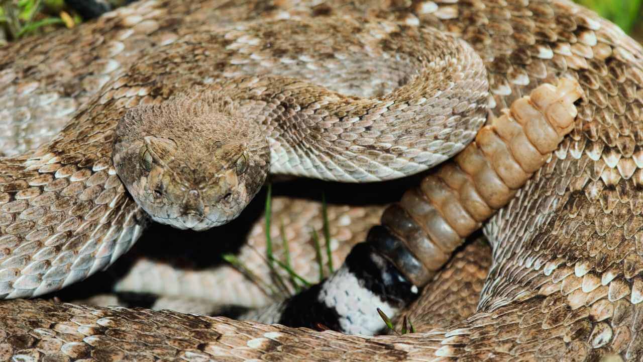 very close up shot of a rattle snake