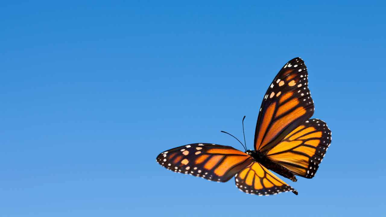 close up shot of a monarch butterfly with a blue sky in the back