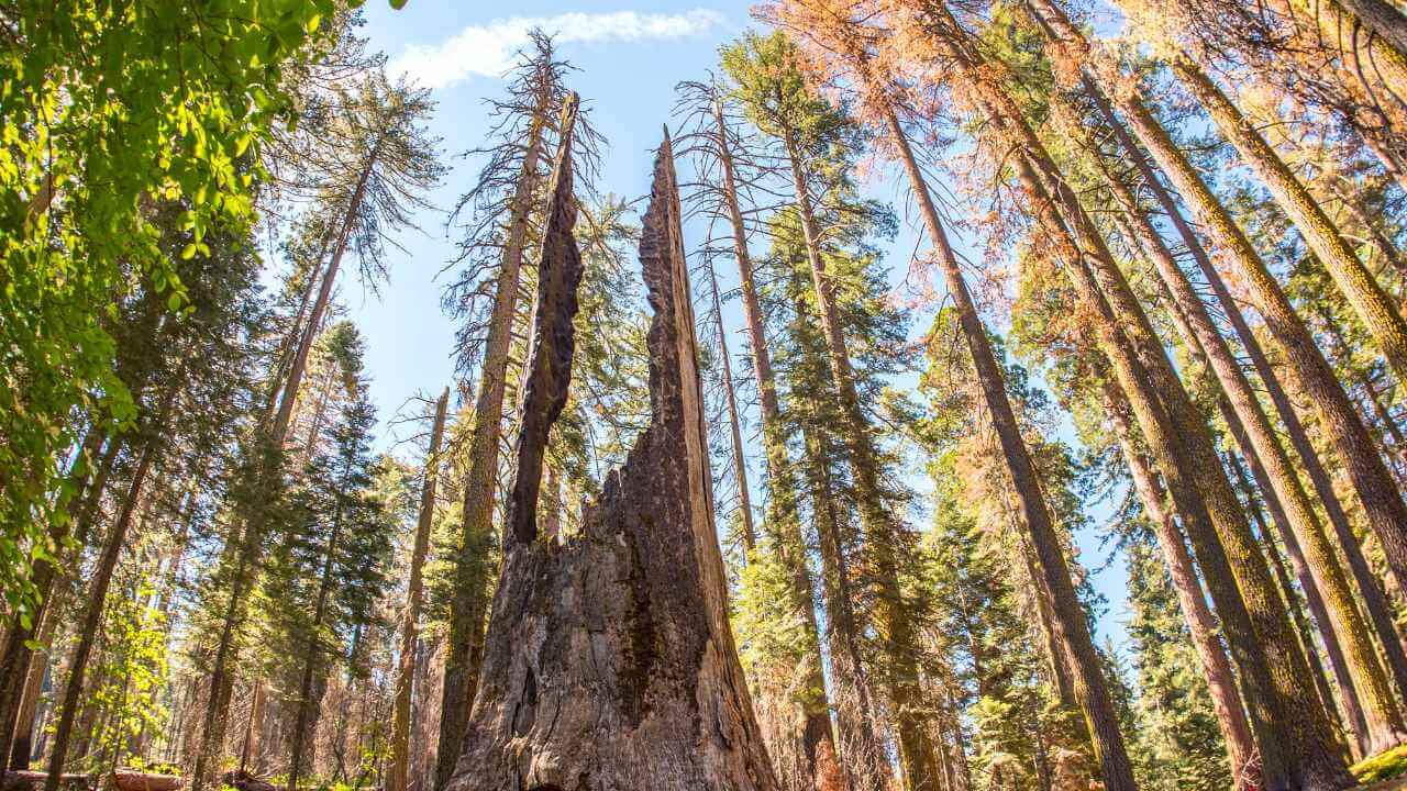 tuolumne grove tress around the sequoia trees
