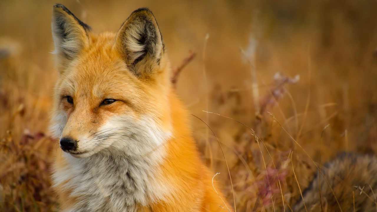 close up shot of a red fox in the field