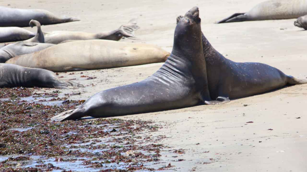 elephant seals on the beach