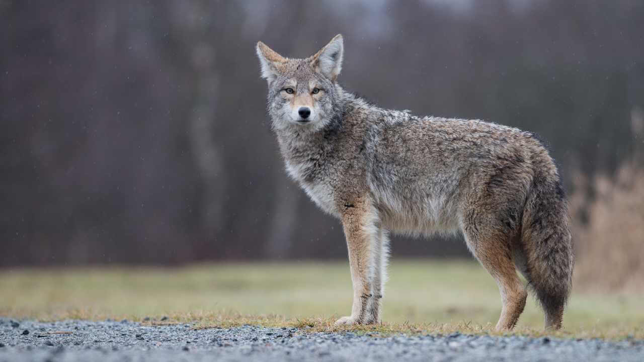 close up shot of a coyote