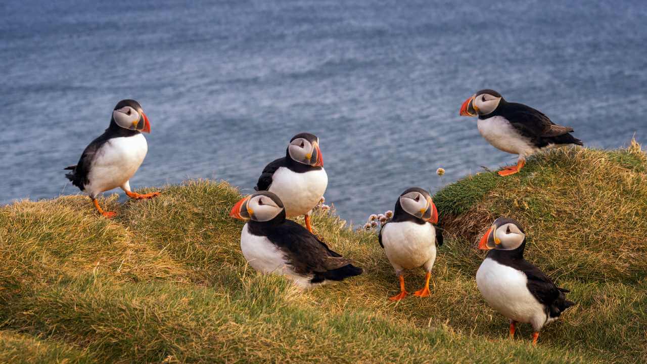 family of puffins in iceland
