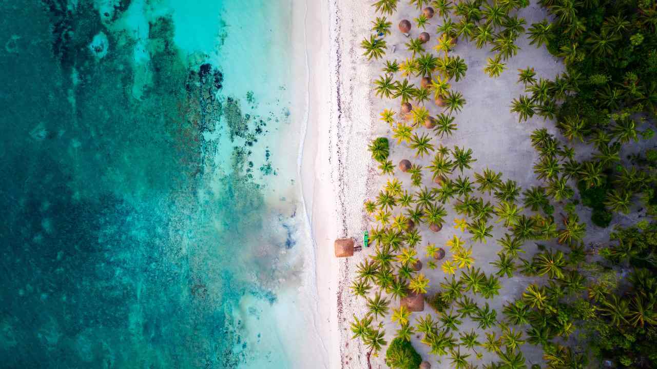 aerial view of palm trees and beach in tulum