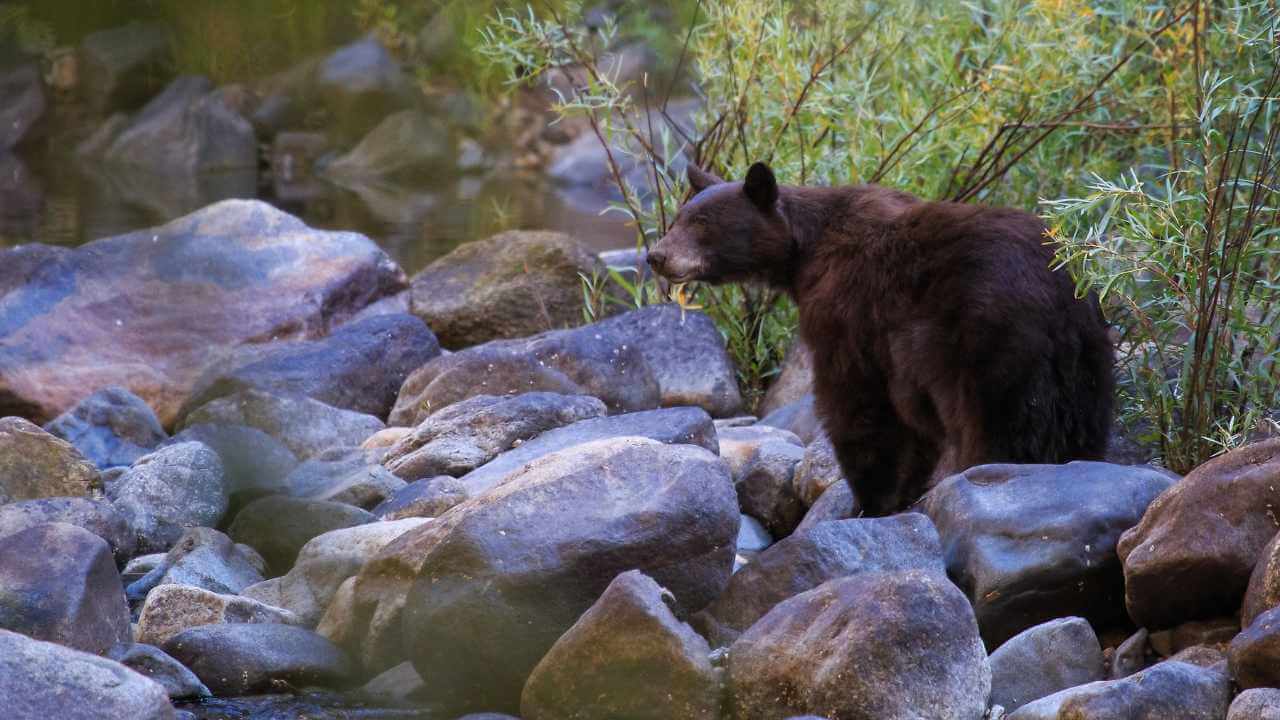 view of the american black bear in yosemite national park