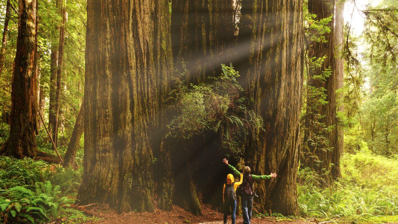 two people standing in front of a large redwood tree