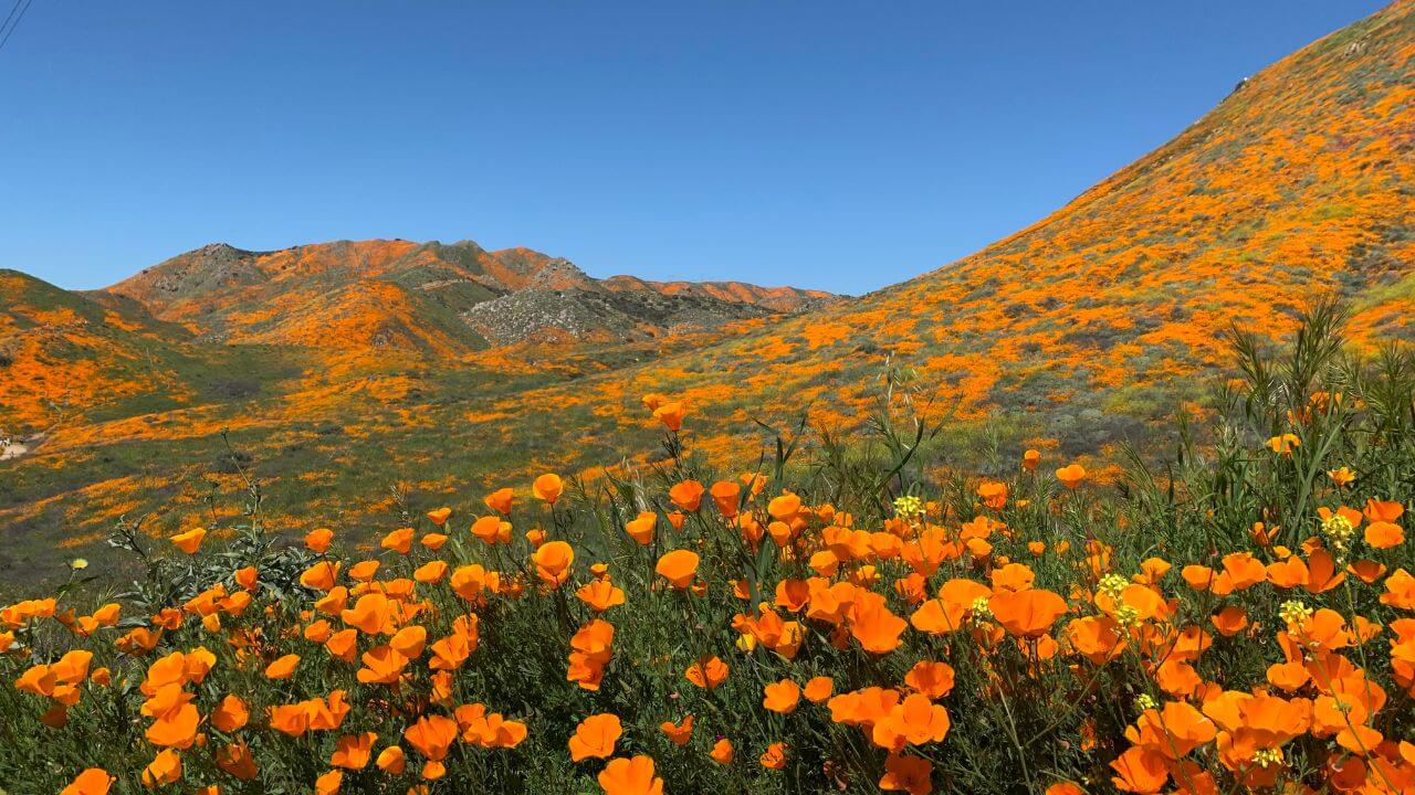 california poppy fields - california poppies stock videos & royalty-free footage