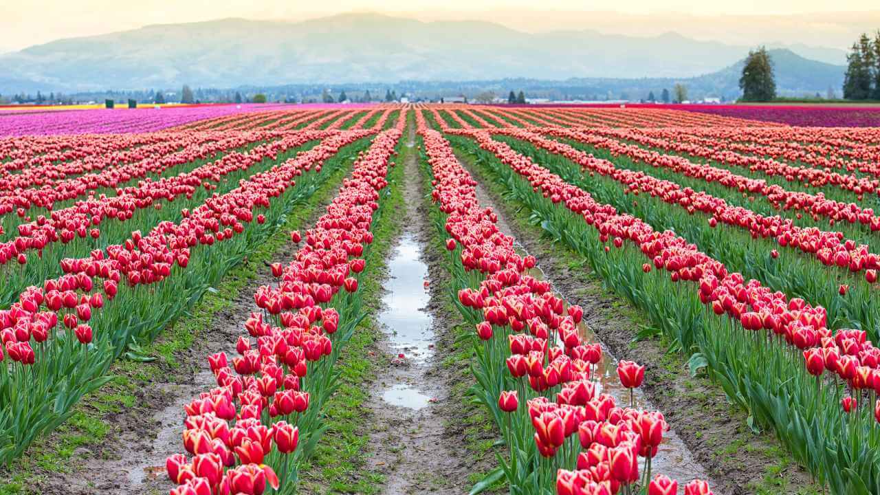 a field of red tulips with mountains in the background